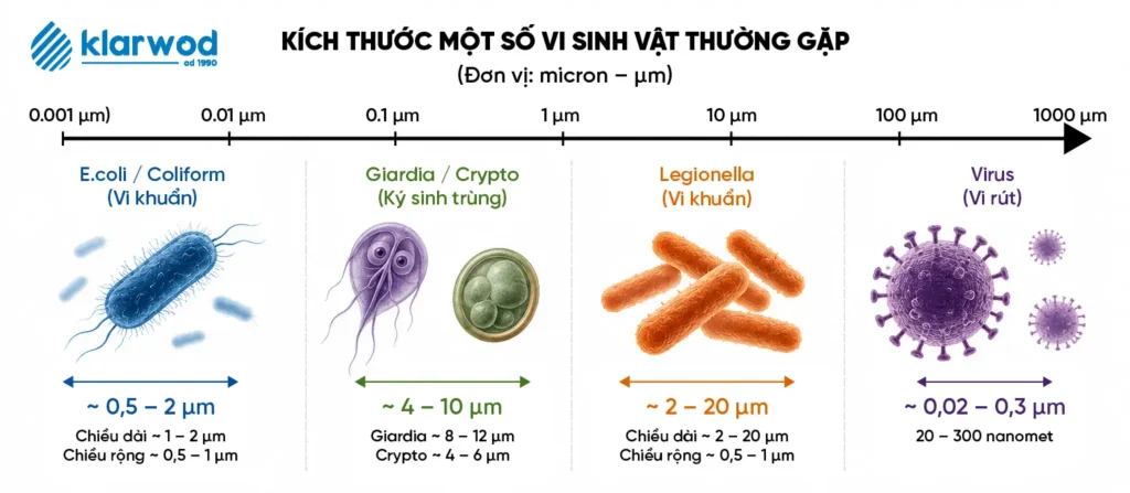 Kích thước vi sinh vật trong nước tính theo micron (µm). Lưu ý: Kích thước có thể thay đổi tùy chủng loại, điều kiện môi trường và tài liệu tham khảo.