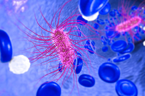 Escherichia coli (E. coli). Nguồn ảnh FDA